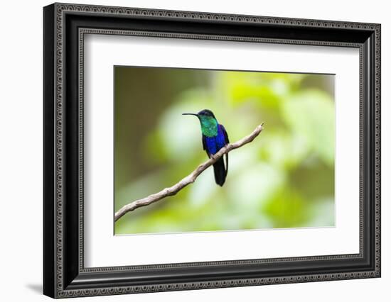 Crowned Woodnymph (Thalurania colombica) at Arenal Volcano National Park, Costa Rica-Matthew Williams-Ellis-Framed Photographic Print