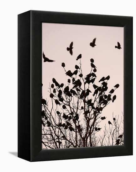 Crows Fly Over a Tree Where Others are Already Camped for the Night at Dusk in Bucharest Romania-null-Framed Premier Image Canvas