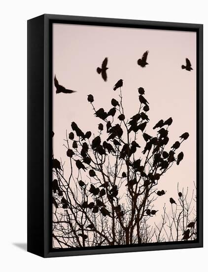 Crows Fly Over a Tree Where Others are Already Camped for the Night at Dusk in Bucharest Romania-null-Framed Premier Image Canvas