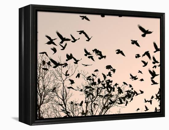 Crows Fly Over a Tree Where Others are Already Camped for the Night at Dusk in Bucharest Romania-null-Framed Premier Image Canvas