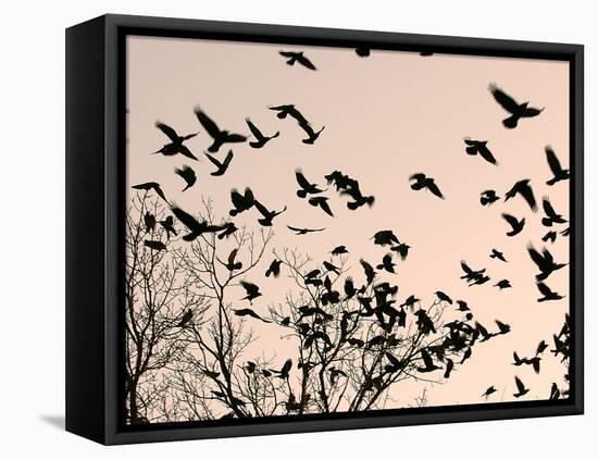 Crows Fly Over a Tree Where Others are Already Camped for the Night at Dusk in Bucharest Romania-null-Framed Premier Image Canvas