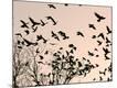 Premium Photographic Print