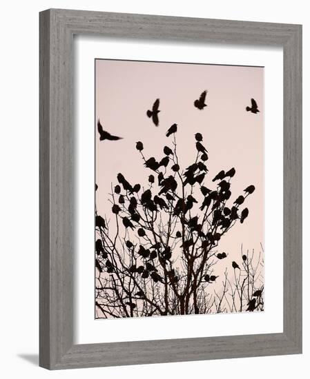 Crows Fly Over a Tree Where Others are Already Camped for the Night at Dusk in Bucharest Romania-null-Framed Photographic Print