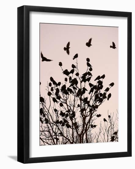 Crows Fly Over a Tree Where Others are Already Camped for the Night at Dusk in Bucharest Romania-null-Framed Photographic Print