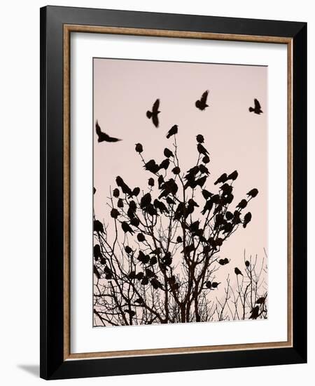 Crows Fly Over a Tree Where Others are Already Camped for the Night at Dusk in Bucharest Romania-null-Framed Photographic Print