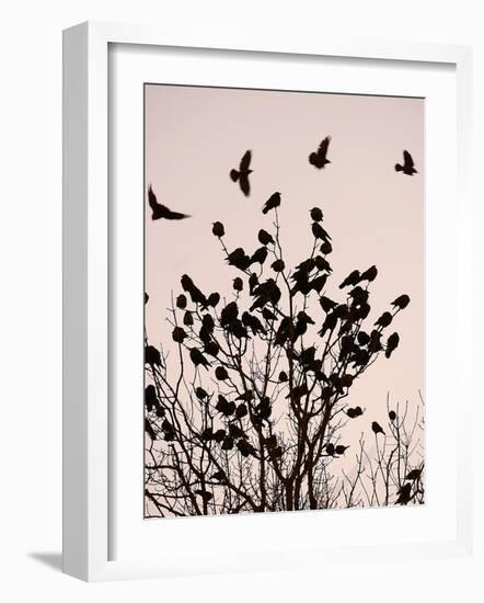 Crows Fly Over a Tree Where Others are Already Camped for the Night at Dusk in Bucharest Romania-null-Framed Photographic Print