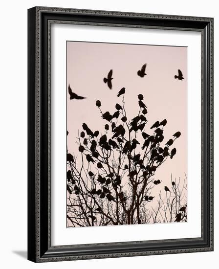 Crows Fly Over a Tree Where Others are Already Camped for the Night at Dusk in Bucharest Romania-null-Framed Photographic Print