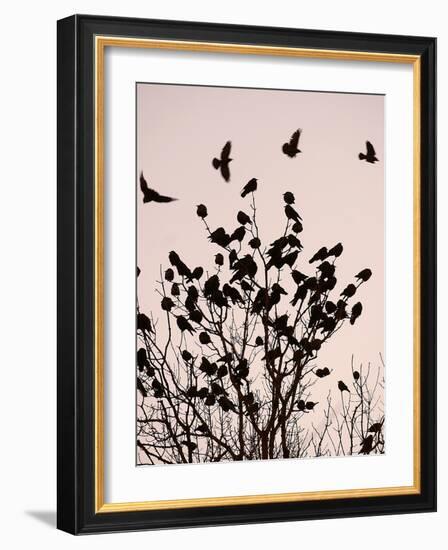 Crows Fly Over a Tree Where Others are Already Camped for the Night at Dusk in Bucharest Romania-null-Framed Photographic Print