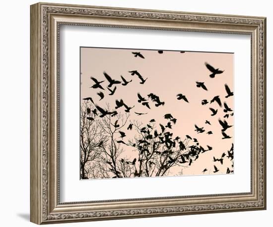 Crows Fly Over a Tree Where Others are Already Camped for the Night at Dusk in Bucharest Romania-null-Framed Photographic Print