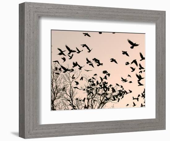 Crows Fly Over a Tree Where Others are Already Camped for the Night at Dusk in Bucharest Romania-null-Framed Photographic Print