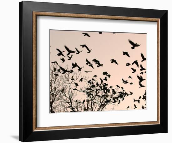 Crows Fly Over a Tree Where Others are Already Camped for the Night at Dusk in Bucharest Romania-null-Framed Photographic Print