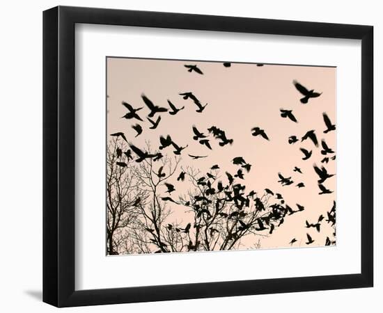 Crows Fly Over a Tree Where Others are Already Camped for the Night at Dusk in Bucharest Romania-null-Framed Photographic Print