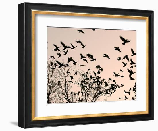 Crows Fly Over a Tree Where Others are Already Camped for the Night at Dusk in Bucharest Romania-null-Framed Photographic Print