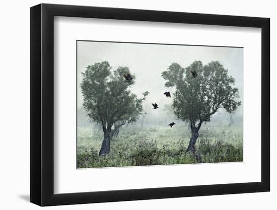 Crows in the Mist-S. Amer-Framed Photographic Print