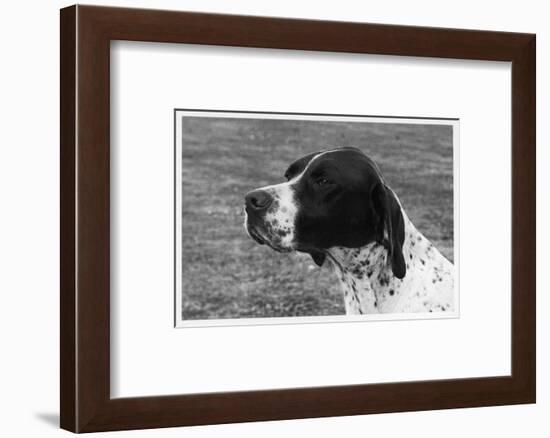 Crufts, 1958, Pointer-null-Framed Photographic Print