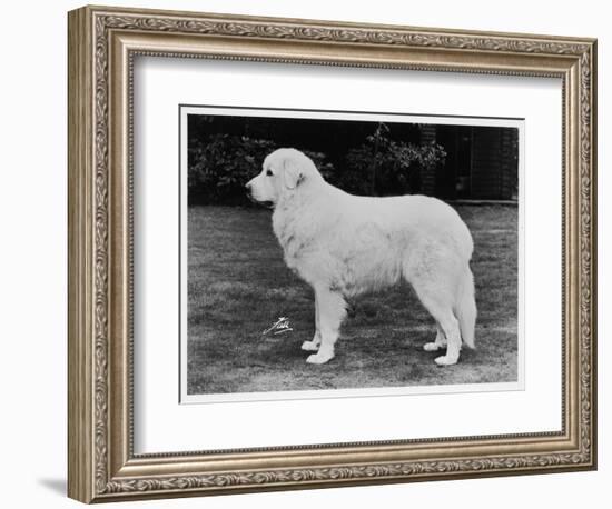 Crufts Winner 1970-null-Framed Photographic Print