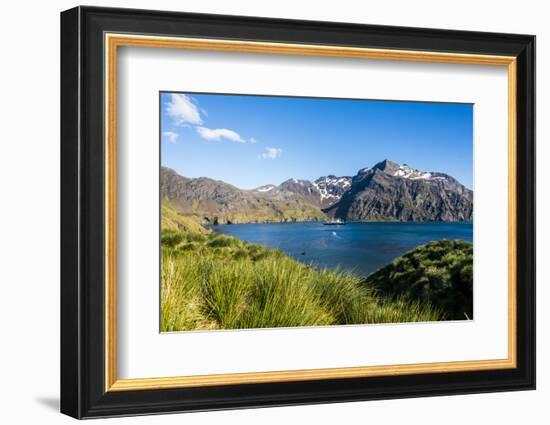 Cruise ship anchoring in the bay of Godthul, South Georgia, Antarctica, Polar Regions-Michael Runkel-Framed Photographic Print