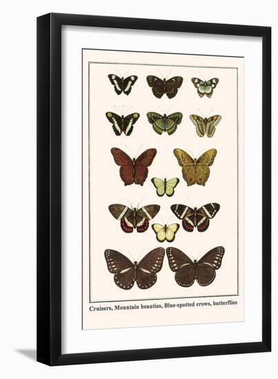 Cruisers, Mountain Beauties, Blue-Spotted Crows, Butterflies-Albertus Seba-Framed Art Print