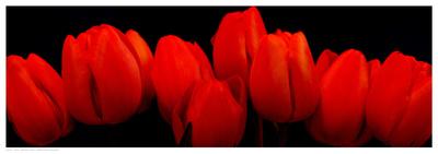 Crimson Tulips-Crum-Art Print