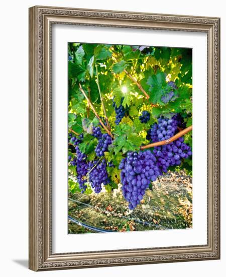 Crush and Fall in the Rattlesnake Hills, Yakima Valley, Washington, Usa-Richard Duval-Framed Photographic Print