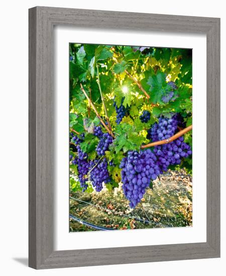 Crush and Fall in the Rattlesnake Hills, Yakima Valley, Washington, Usa-Richard Duval-Framed Photographic Print