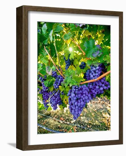 Crush and Fall in the Rattlesnake Hills, Yakima Valley, Washington, Usa-Richard Duval-Framed Photographic Print