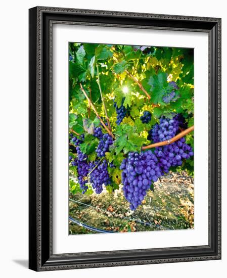 Crush and Fall in the Rattlesnake Hills, Yakima Valley, Washington, Usa-Richard Duval-Framed Photographic Print