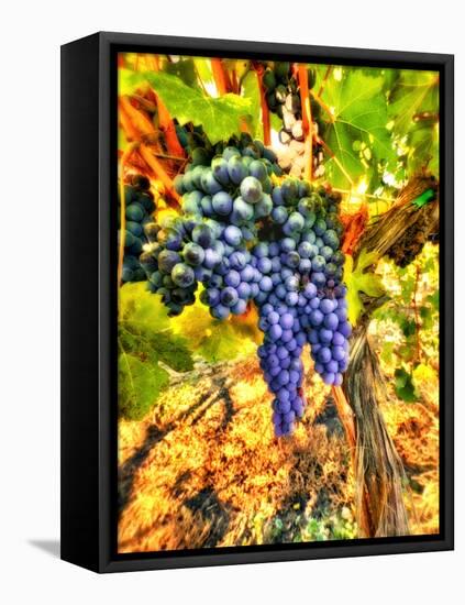 Crush at Teft Cellars in the Rattlesnake Hills in the Yakima Valley, Washington, Usa-Richard Duval-Framed Premier Image Canvas