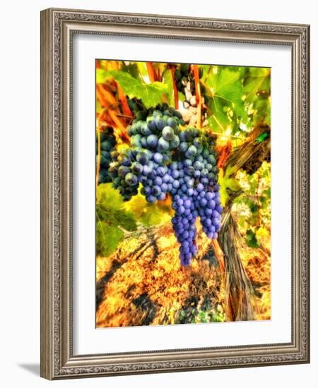 Crush at Teft Cellars in the Rattlesnake Hills in the Yakima Valley, Washington, Usa-Richard Duval-Framed Photographic Print