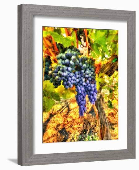 Crush at Teft Cellars in the Rattlesnake Hills in the Yakima Valley, Washington, Usa-Richard Duval-Framed Photographic Print