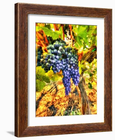 Crush at Teft Cellars in the Rattlesnake Hills in the Yakima Valley, Washington, Usa-Richard Duval-Framed Photographic Print