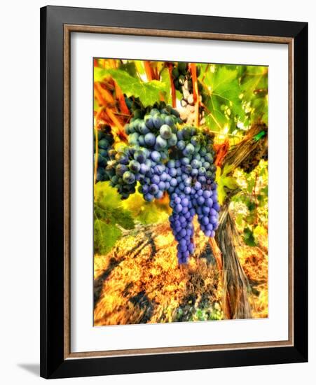 Crush at Teft Cellars in the Rattlesnake Hills in the Yakima Valley, Washington, Usa-Richard Duval-Framed Photographic Print