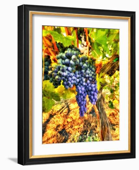 Crush at Teft Cellars in the Rattlesnake Hills in the Yakima Valley, Washington, Usa-Richard Duval-Framed Photographic Print