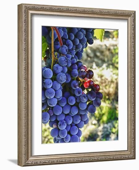 Crush at Teft Cellars in the Rattlesnake Hills, Yakima Valley, Washington, Usa-Richard Duval-Framed Photographic Print