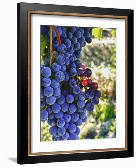 Crush at Teft Cellars in the Rattlesnake Hills, Yakima Valley, Washington, Usa-Richard Duval-Framed Photographic Print