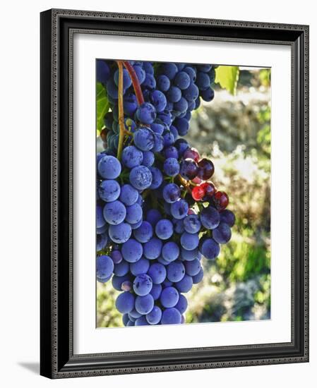 Crush at Teft Cellars in the Rattlesnake Hills, Yakima Valley, Washington, Usa-Richard Duval-Framed Photographic Print