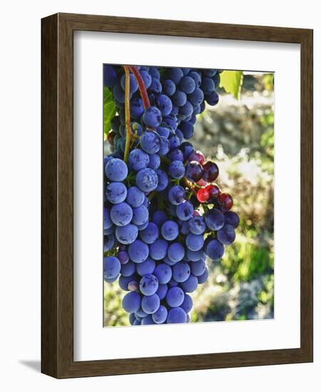 Crush at Teft Cellars in the Rattlesnake Hills, Yakima Valley, Washington, Usa-Richard Duval-Framed Photographic Print