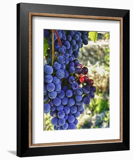 Crush at Teft Cellars in the Rattlesnake Hills, Yakima Valley, Washington, Usa-Richard Duval-Framed Photographic Print