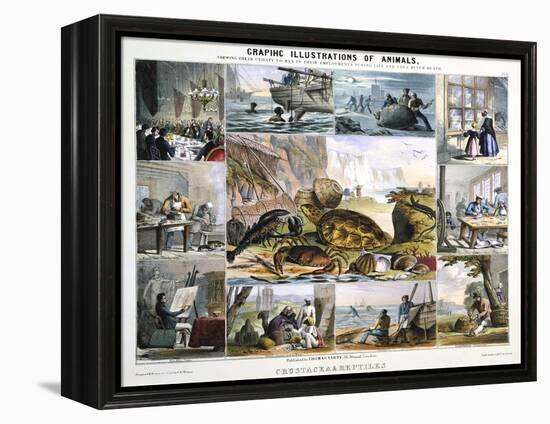 Crustacea and Reptiles, C1850-Robert Kent Thomas-Framed Premier Image Canvas