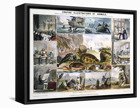 Crustacea and Reptiles, C1850-Robert Kent Thomas-Framed Premier Image Canvas