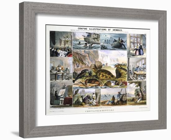 Crustacea and Reptiles, C1850-Robert Kent Thomas-Framed Giclee Print