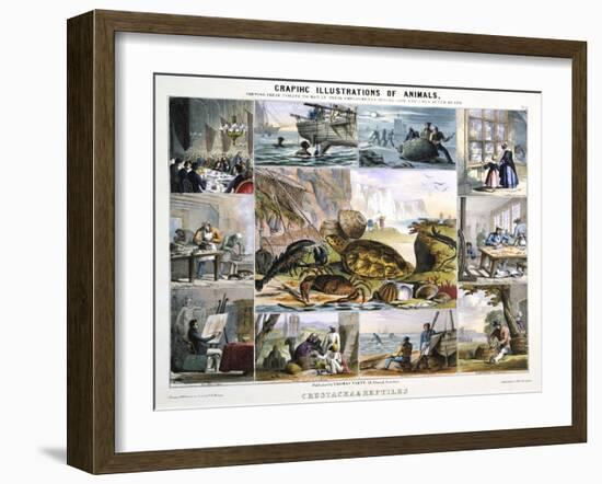 Crustacea and Reptiles, C1850-Robert Kent Thomas-Framed Giclee Print