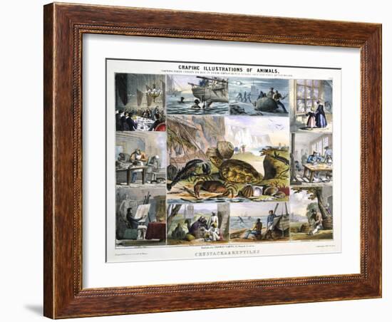 Crustacea and Reptiles, C1850-Robert Kent Thomas-Framed Giclee Print