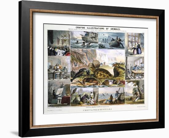 Crustacea and Reptiles, C1850-Robert Kent Thomas-Framed Giclee Print