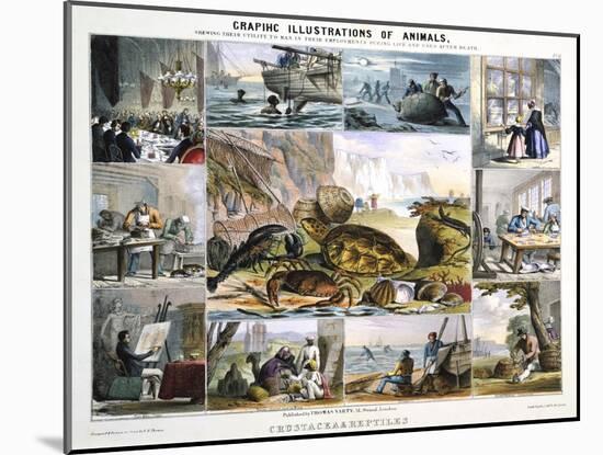 Crustacea and Reptiles, C1850-Robert Kent Thomas-Mounted Giclee Print