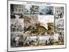 Crustacea and Reptiles, C1850-Robert Kent Thomas-Mounted Giclee Print
