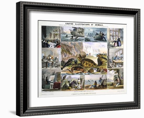 Crustacea and Reptiles, C1850-Robert Kent Thomas-Framed Giclee Print