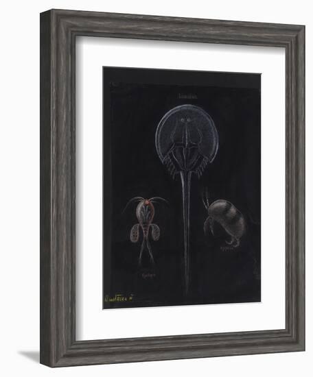 Crustacea-Philip Henry Gosse-Framed Giclee Print