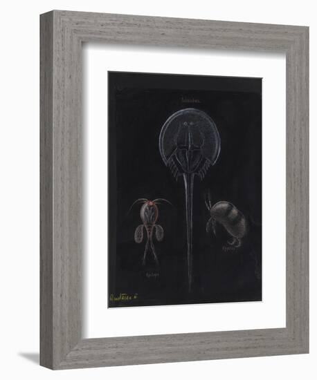 Crustacea-Philip Henry Gosse-Framed Giclee Print