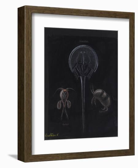 Crustacea-Philip Henry Gosse-Framed Giclee Print